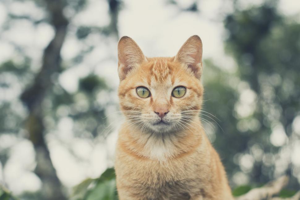 Free Stock Photo of Yellow cat Download Free Images and Free