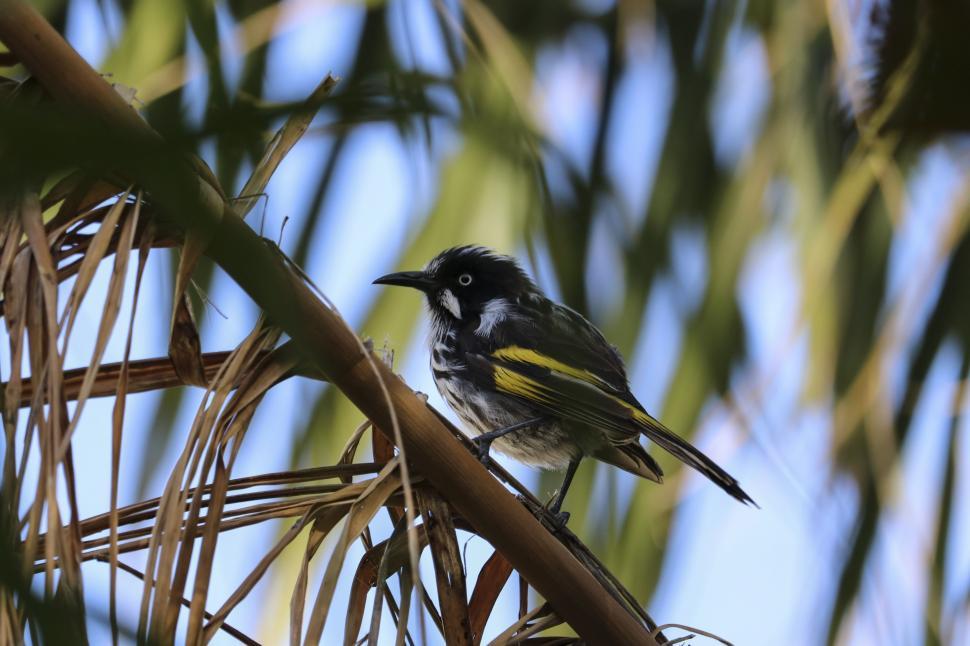 Free Image of Black and yellow bird  