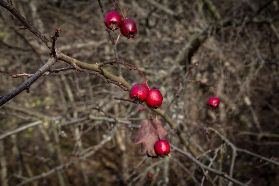 Free Image of Pomegranate tree 