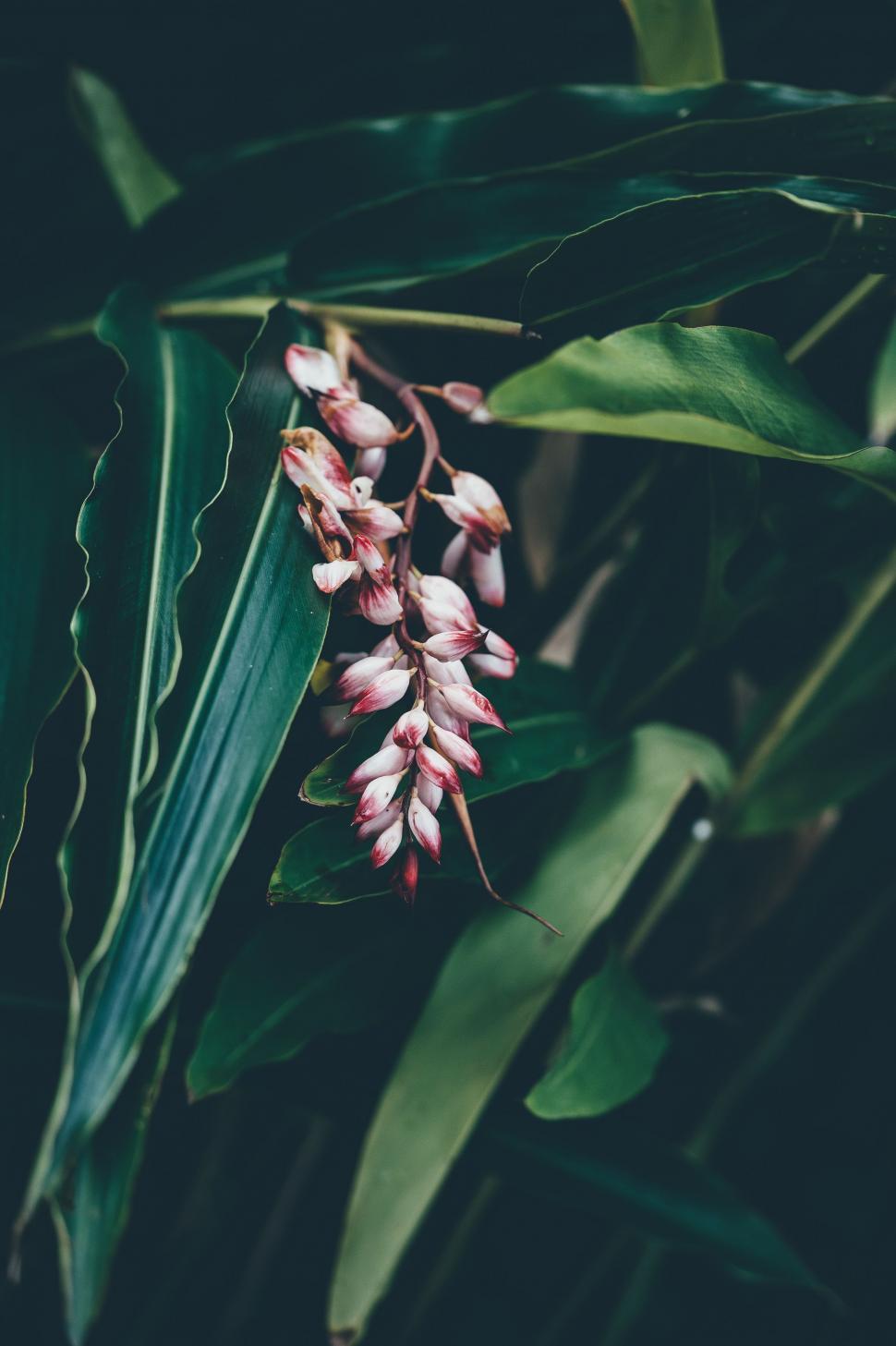 Free Image of Pink Flower Buds 