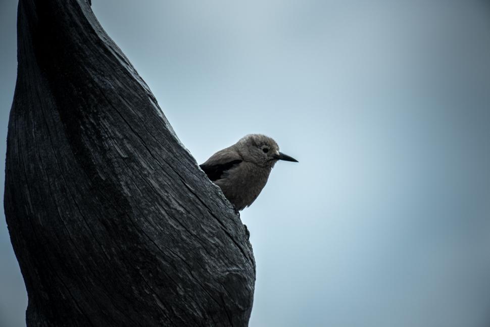 Free Image of Grey Bird  