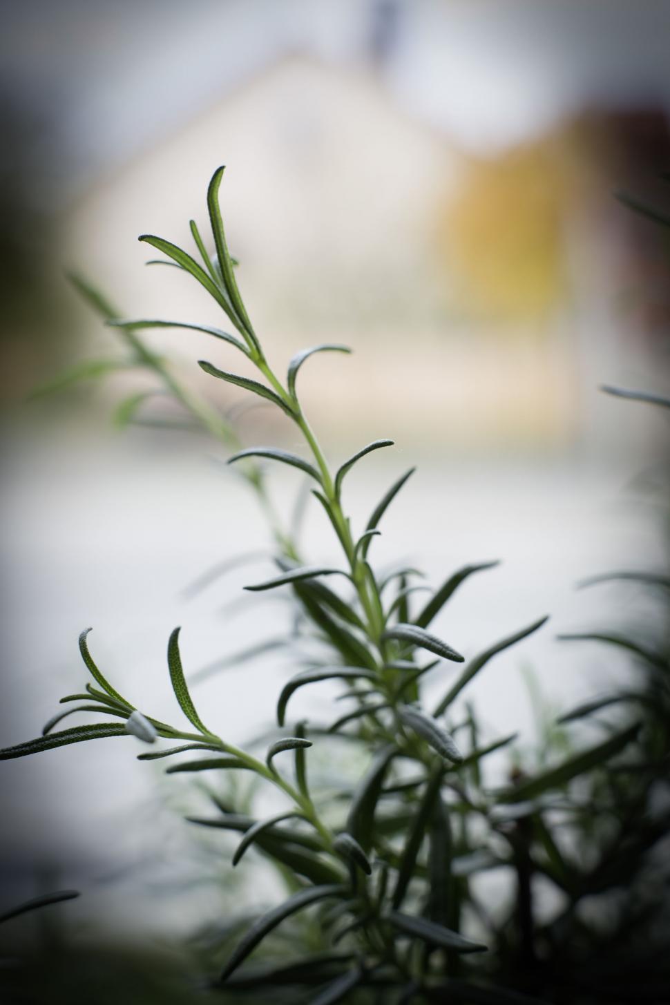 Free Stock Photo of Rosemary leaves Download Free Images and Free