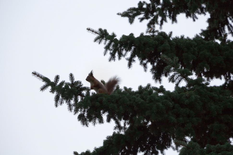 Free Stock Photo of Squirrel on tree | Download Free Images and Free ...