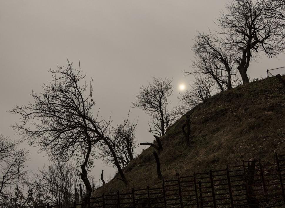 Free Image of Leafless Trees and Dark Clouds  