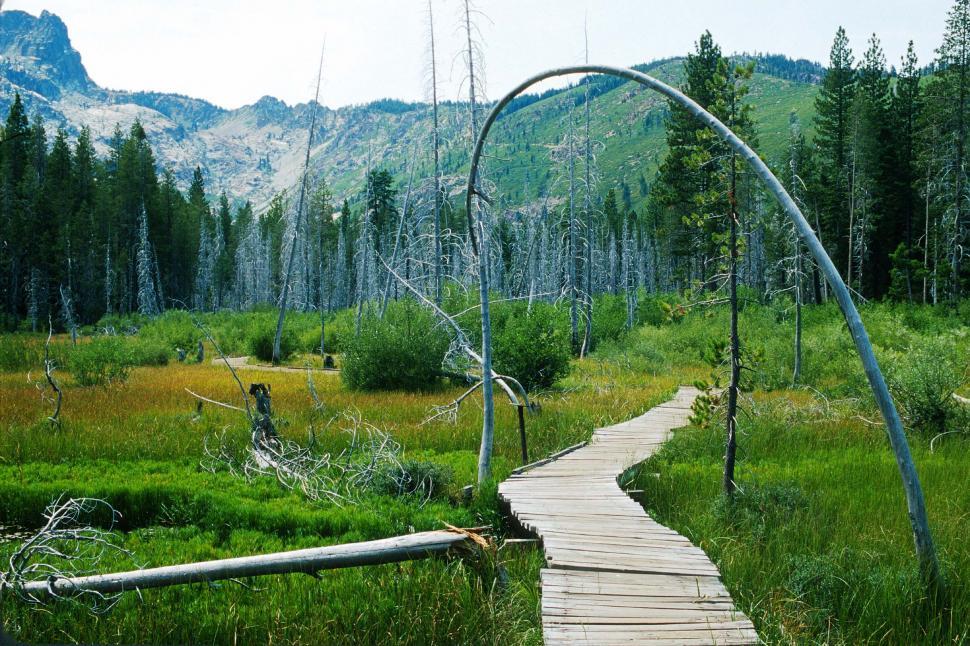 Free Image of Boardwalk through the marsh 