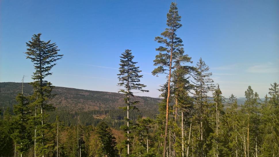 Free Image of Trees and Mountains  