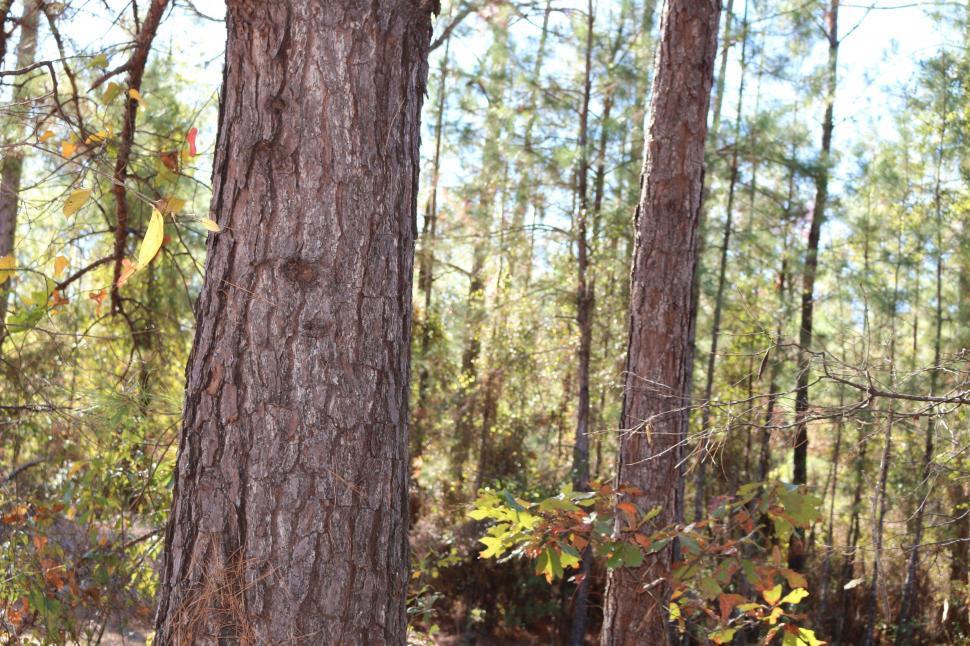 Free Image of Trees in the forest  
