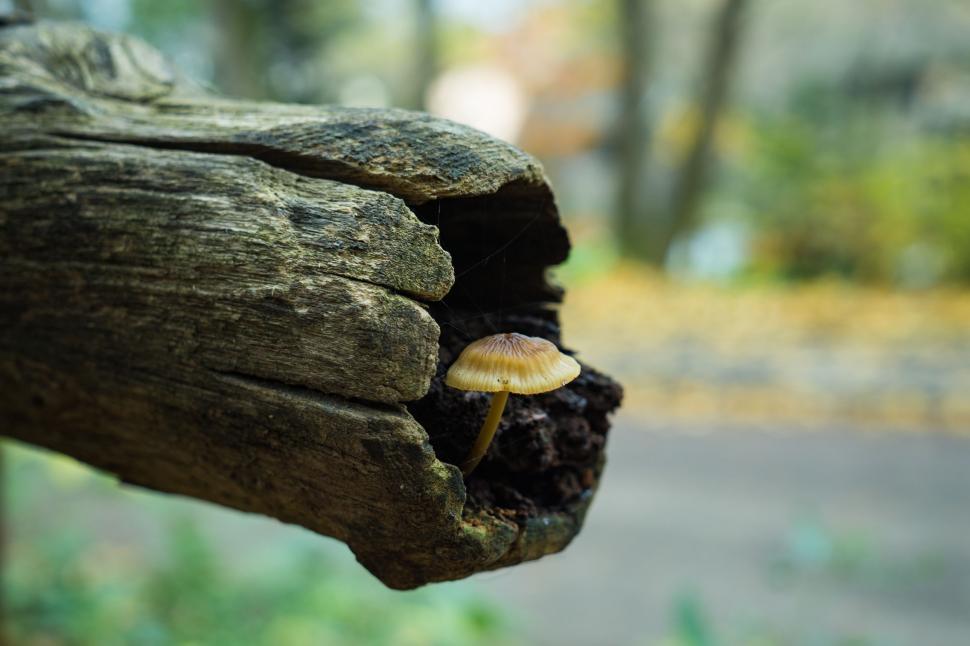 Mushroom and Tree