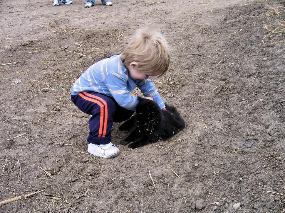 Free Image of Here Kitty, Kitty... 