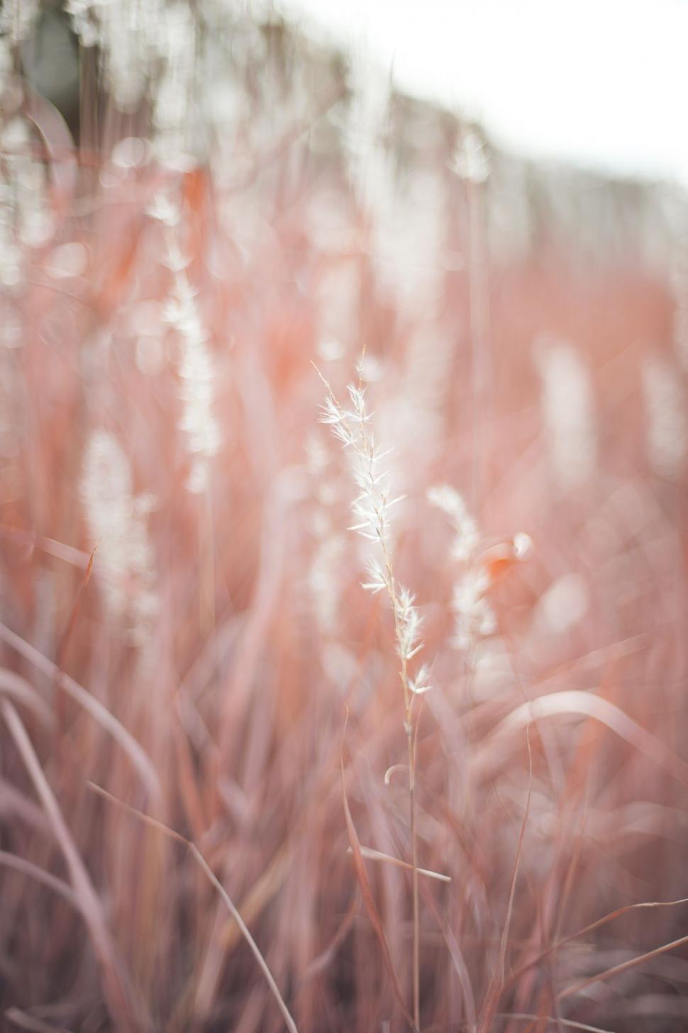 Free Image of Out of Focus View of Grass  