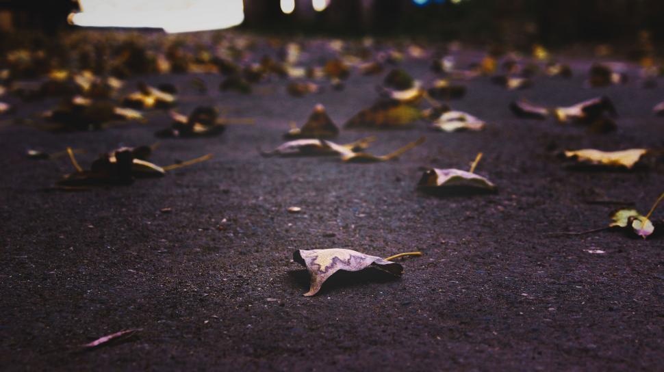 Free Image of Leaves on Road  