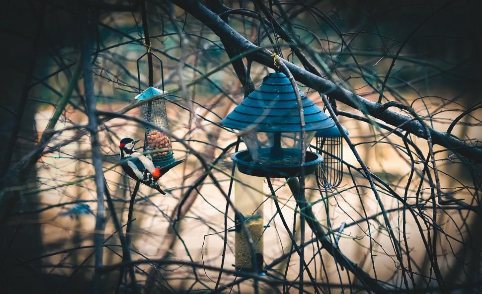 Free Image of Birds and bird feeders 