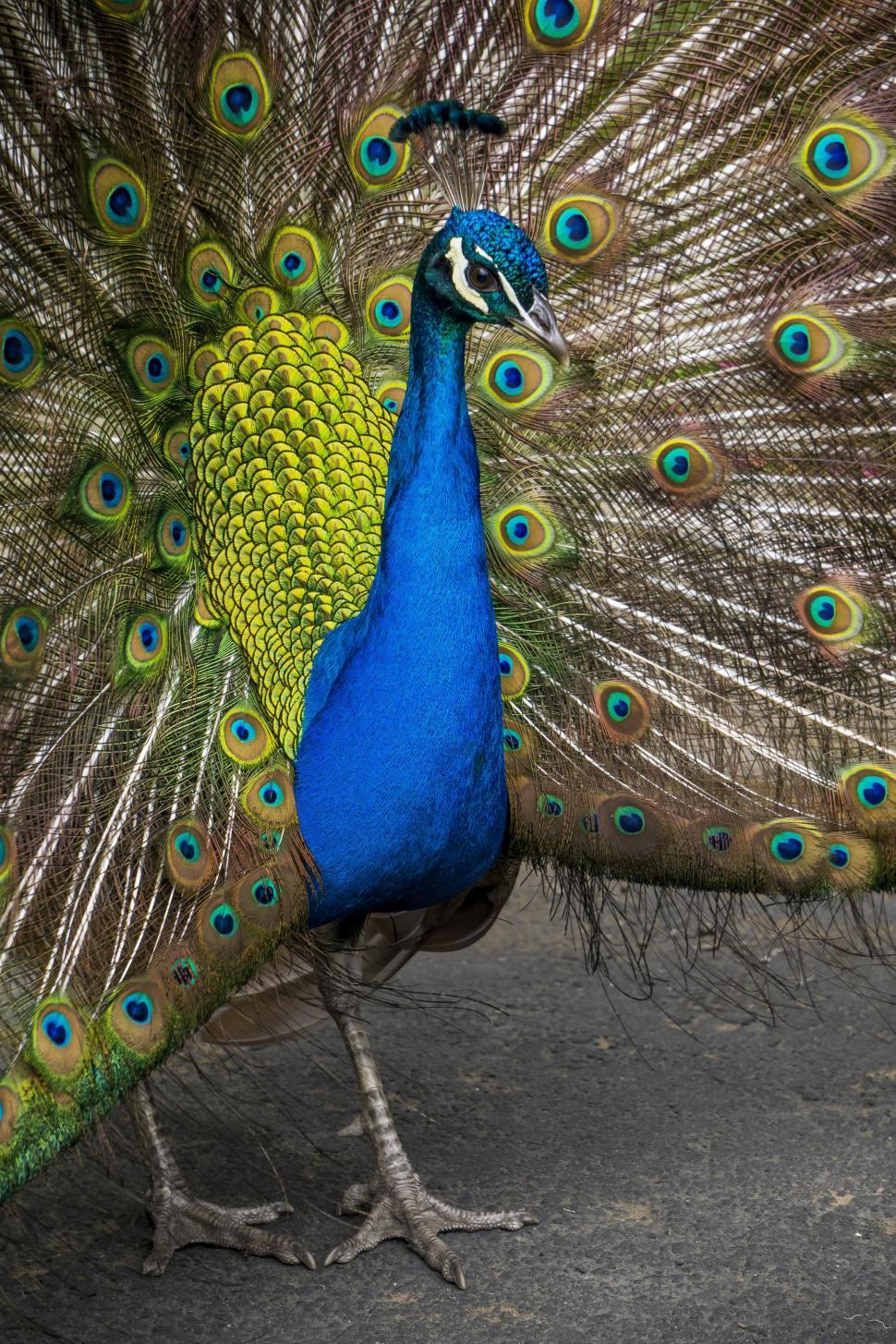 Peacock Opening Feathers: Over 281 Royalty-Free Licensable Stock  Illustrations & Drawings | Shutterstock