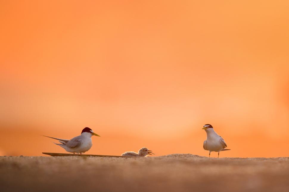 Free Image of Birds and Orange Sky  