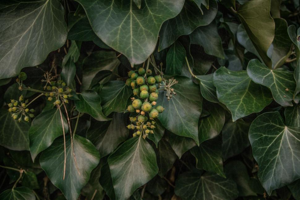 Free Image of Green Berries on Tree  