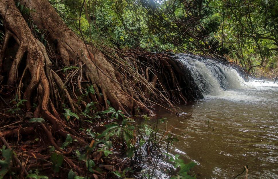 Free Image of Waterfall in Forest  