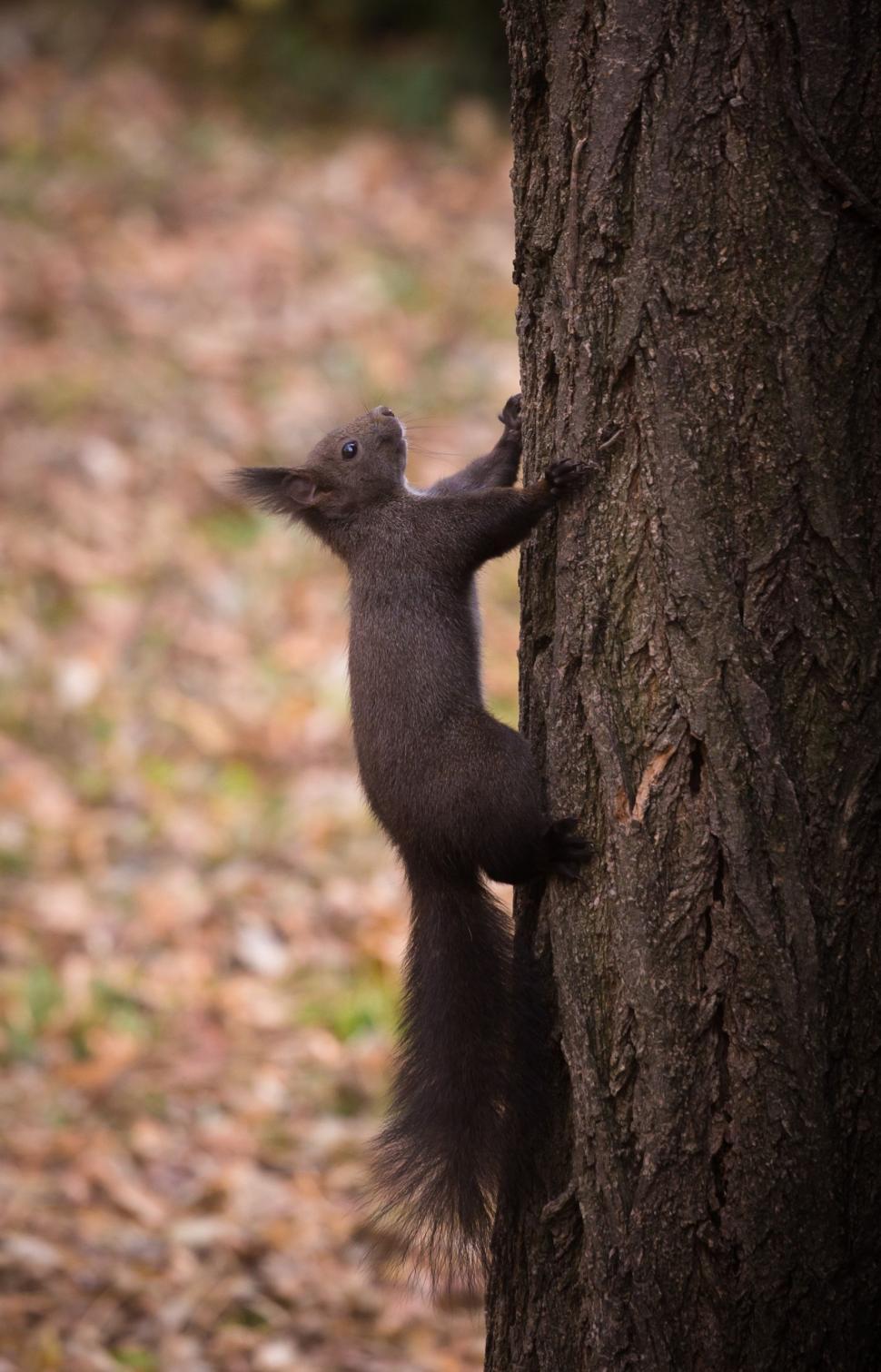 Free Image of Red squirrel 