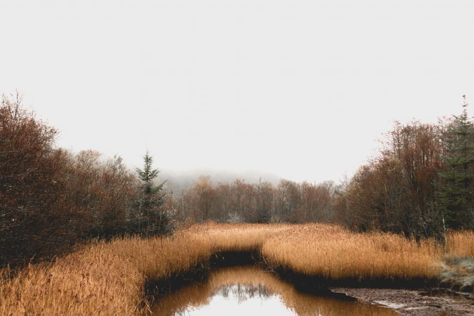 Free Stock Photo of Marsh and reeds | Download Free Images and Free