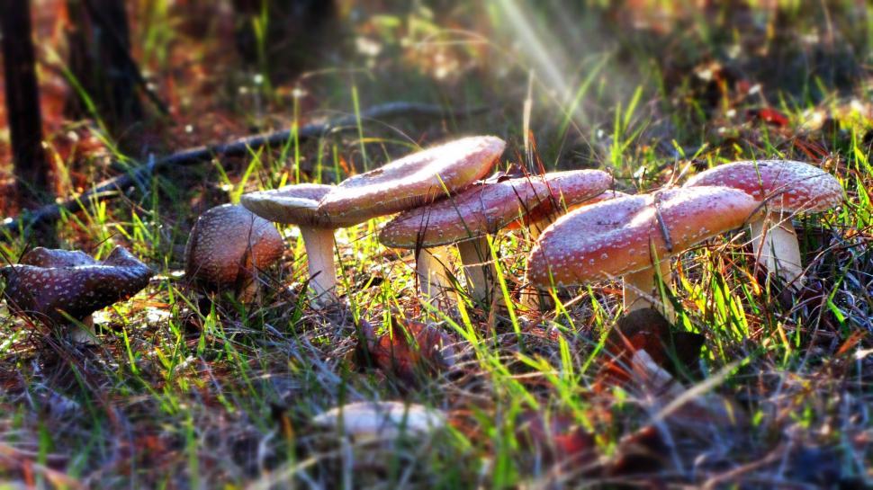 Free Image of Fly agaric mushrooms with green grass  