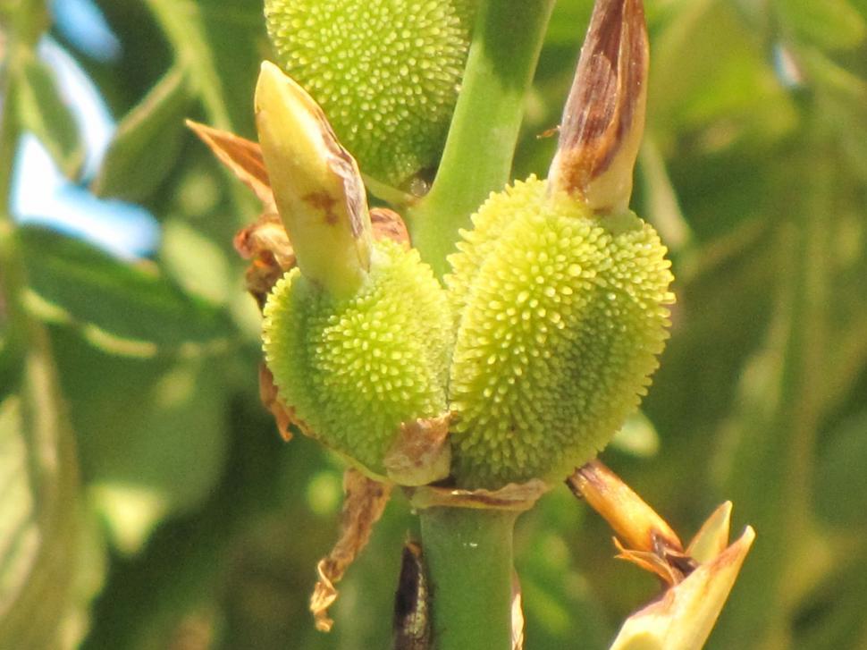 Free Stock Photo of Lily flower buds Download Free Images and Free