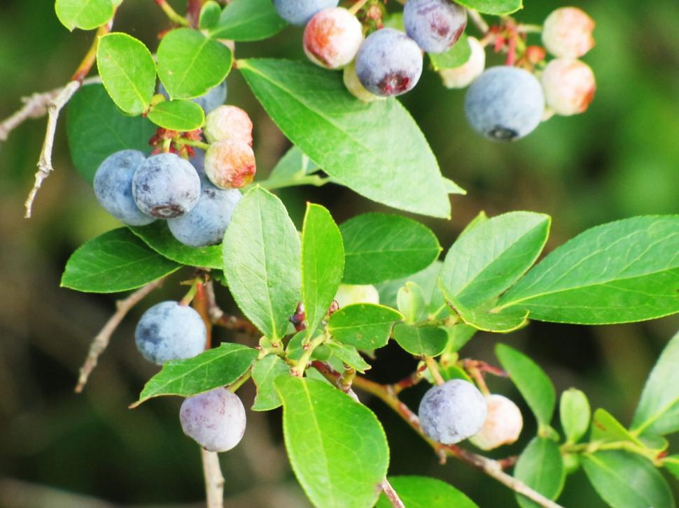 Free Stock Photo of Blueberries with green leaves Download Free