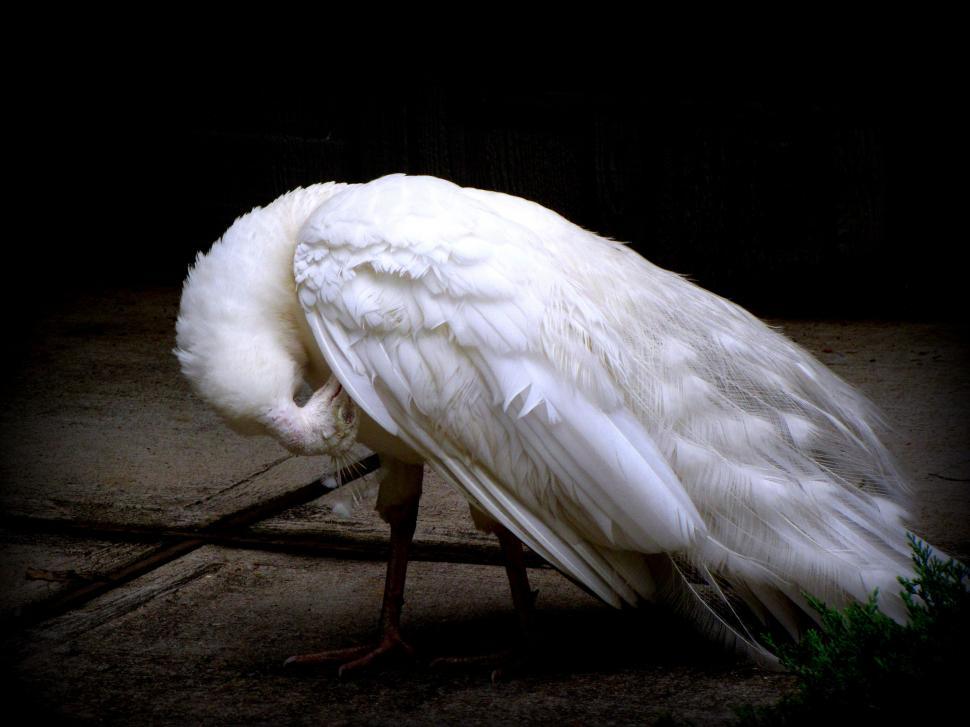 Free Stock Photo of White Feather Peacock