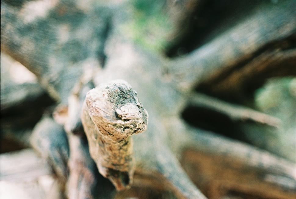 Free Image of Root Beast Refocus 