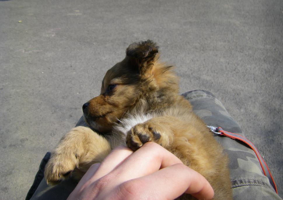 Free Image of Small Dog 
