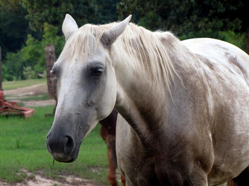 Free Stock Photo of White Horse Download Free Images and Free