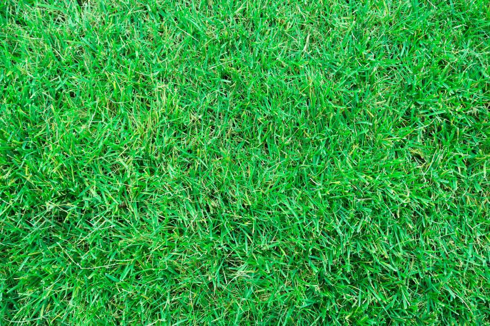Free Image of Green Grass  