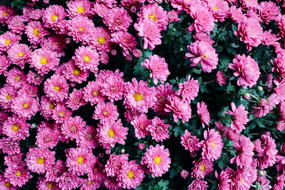 Free Image of Pink Flowers - Background  
