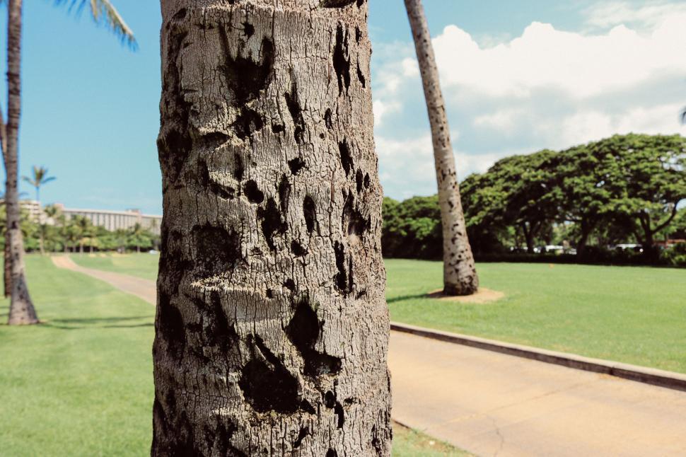 Free Image of Palm Tree and blue sky  