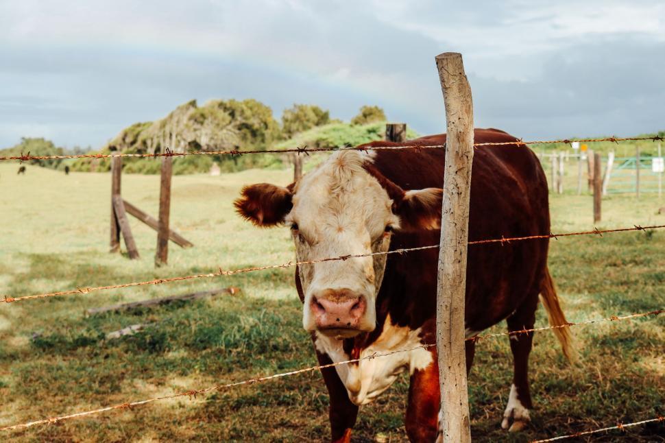 Free Image of Brown White Cow and Green Grass  