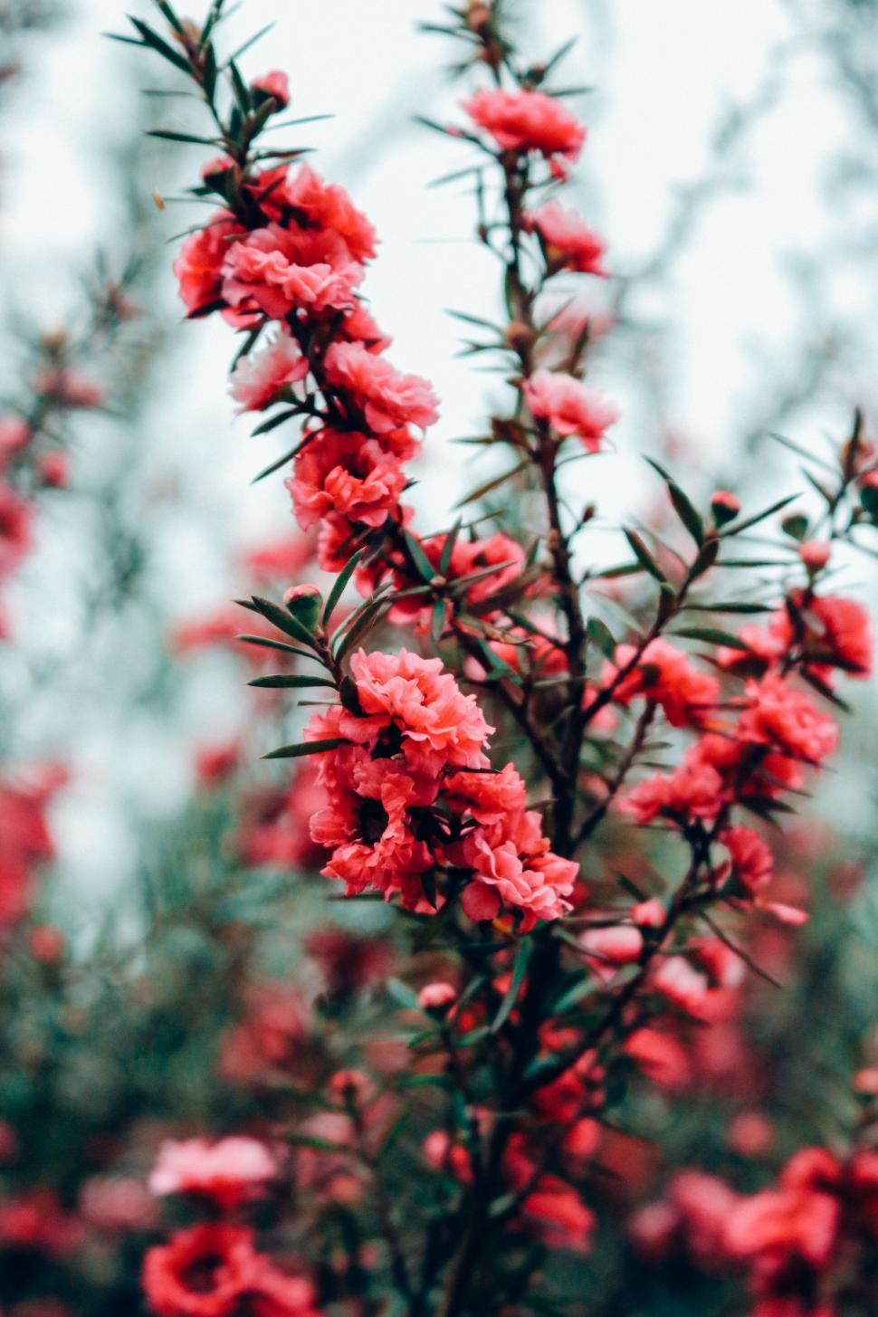 Free Image of Pink Flowers and green leaves  
