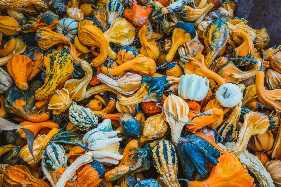 Free Stock Photo of Gourd pumpkins Background Download Free Images