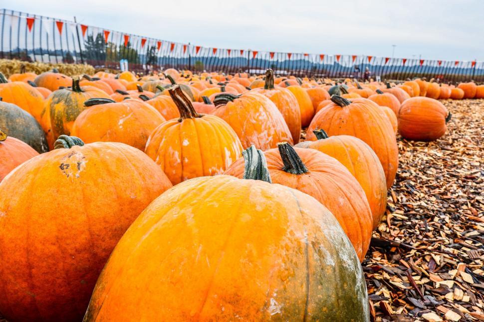 Free Stock Photo Of Pumpkin Patch Download Free Images And Free