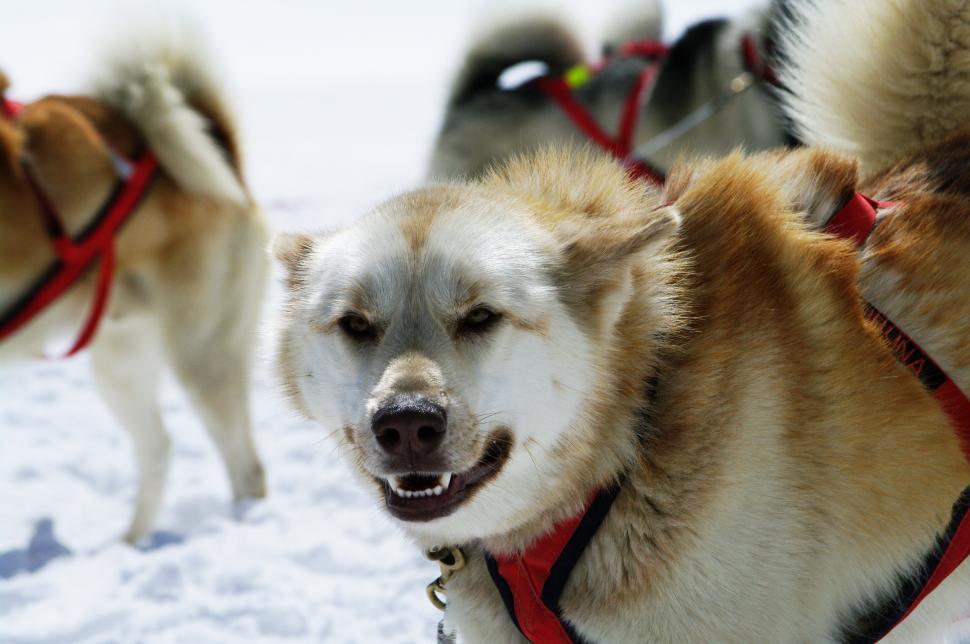 Free Stock Photo of huskies | Download Free Images and Free Illustrations