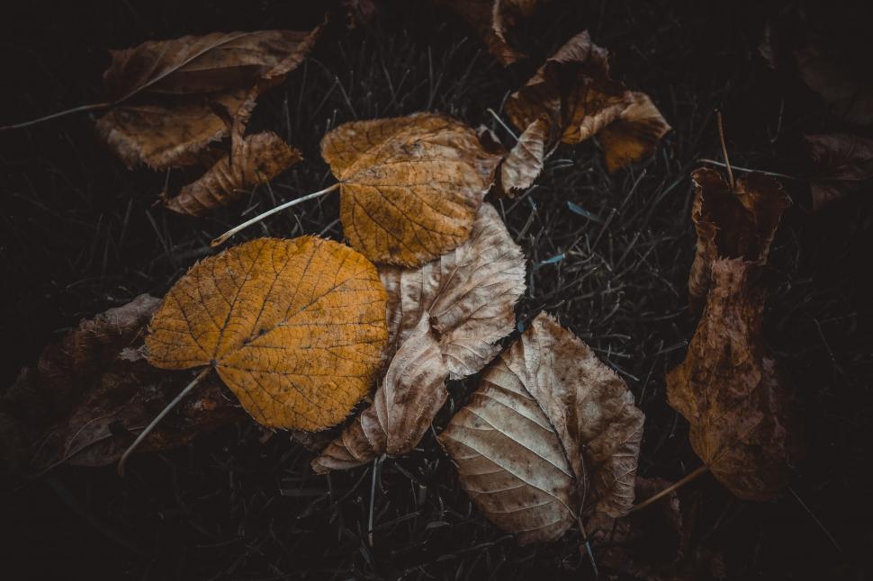 Free Image of Autumn Leaves  