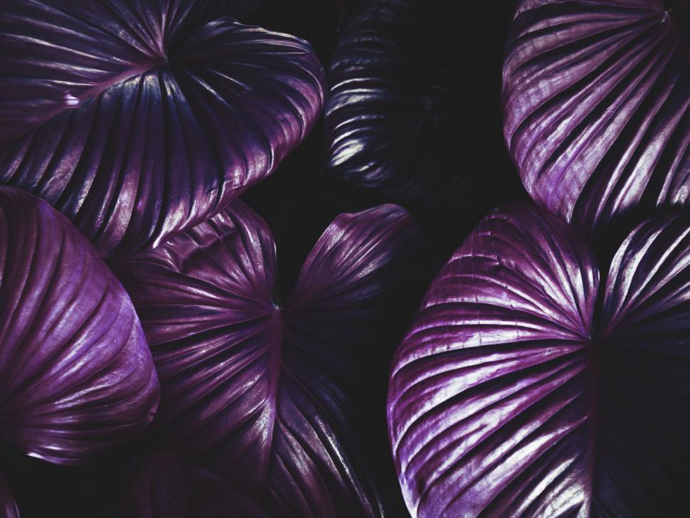 Free Image of Closeup of huge tropical plant leaves 