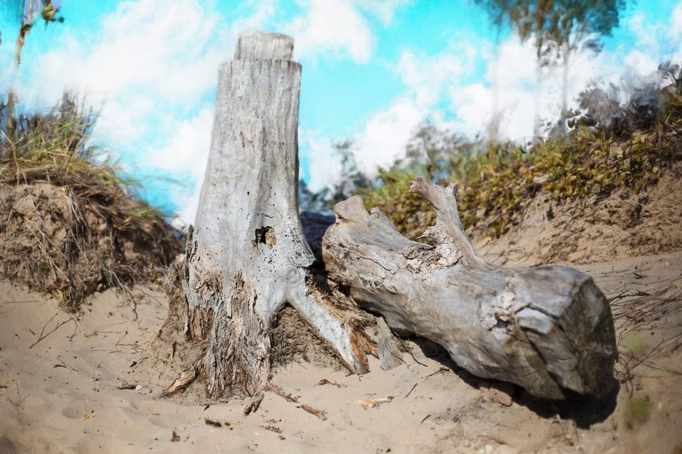Free Image of Drift wood trunks  
