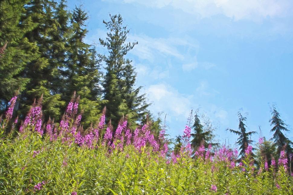 Free Image of Purple Flowers  