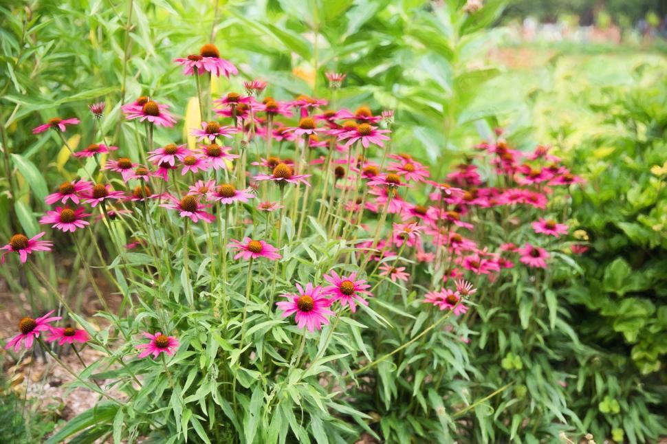 Free Image of Pink Flowers  