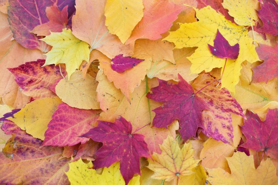 Free Image of Autumn Leaves  