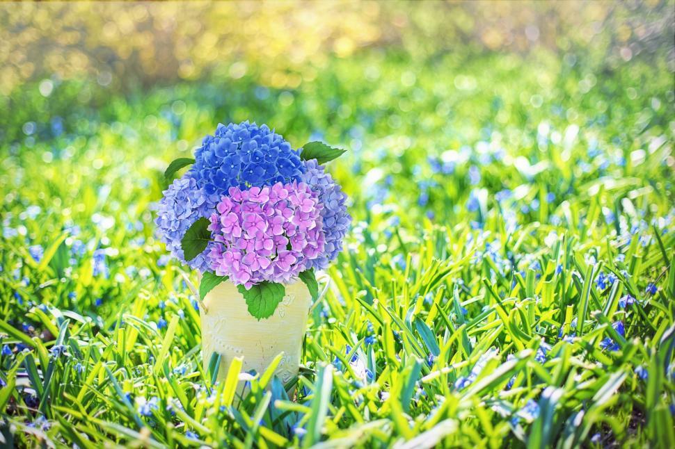 Free Image of Hydrangea Flowers in vase  