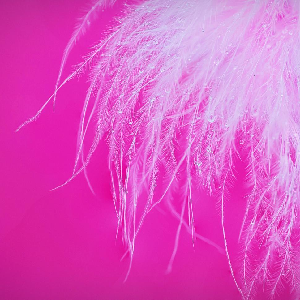 Free Image of Feather and Water drops - Macro  