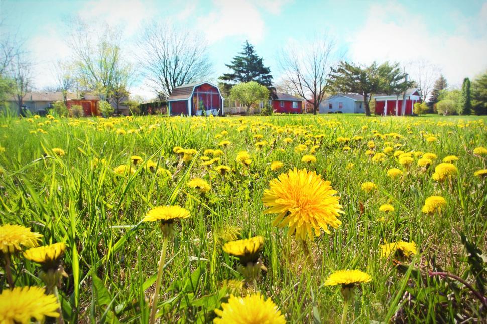 Free Image of Yellow Flowers in the meadow  
