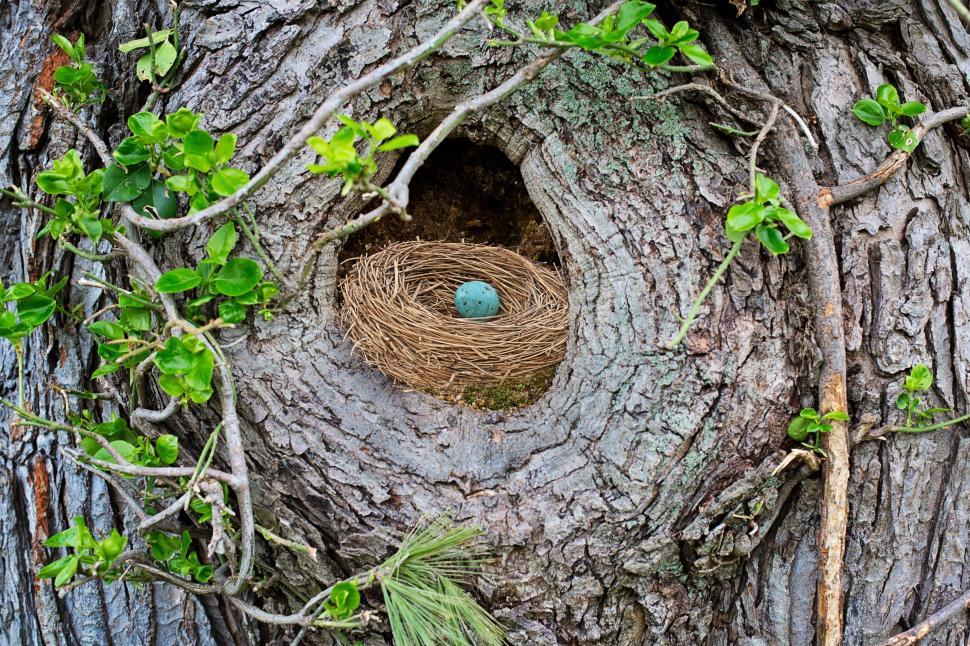 robin nest in tree