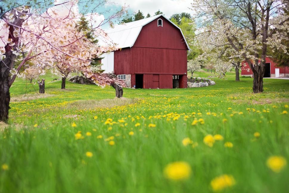 HD wallpaper: red barn, spring, flowering trees, dandelions, rural, farm |  Wallpaper Flare