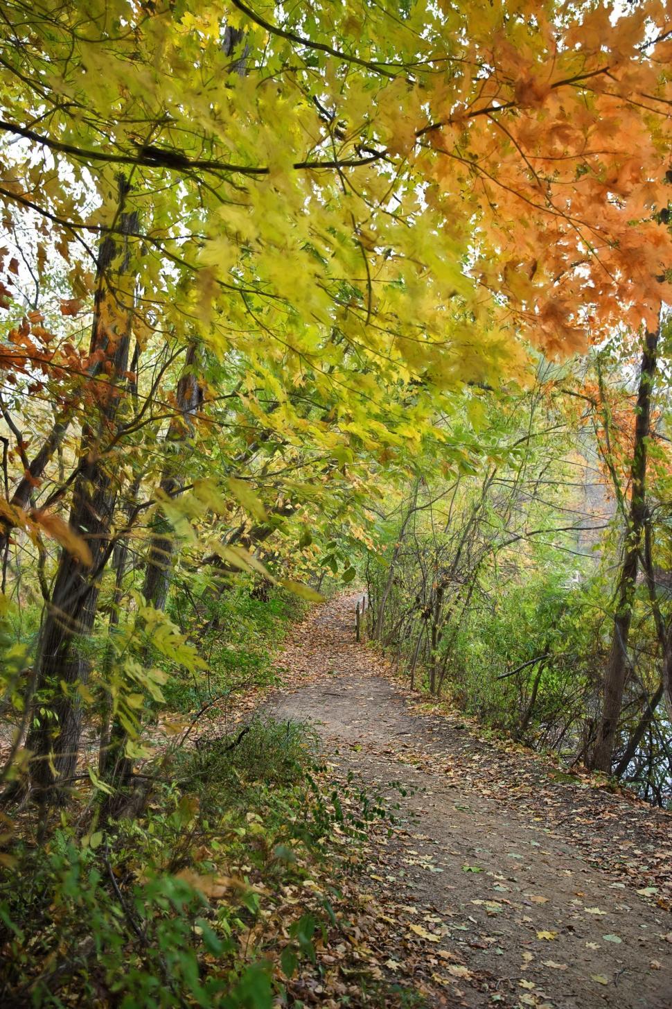 Free Image of Pathway in the woods  