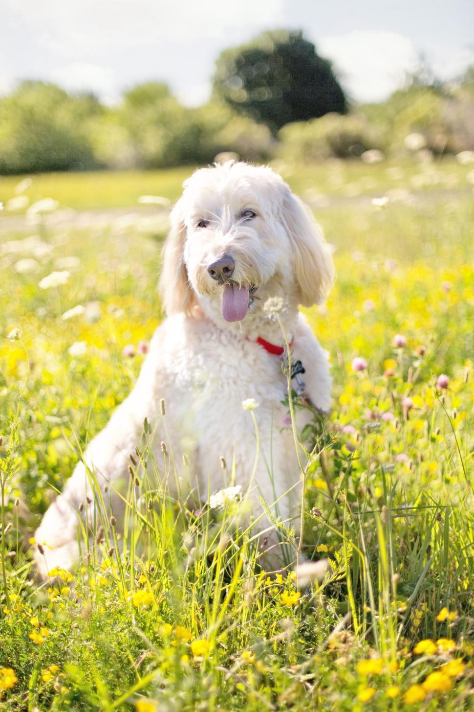 Free Image of Poodle Dog  